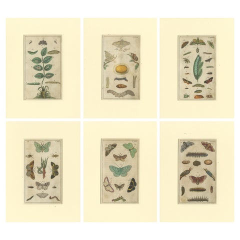 Set of 6 Antique Butterfly Prints Also Showing Caterpillars and Pupae, 1810