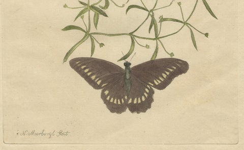 Rare Botanical Beauties with Butterflies, 1775 Plates from Meerburgh’s Garden, close-up 4