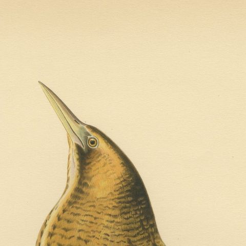 Antique Scandinavian Bird Lithograph, Eurasian Bittern, Svenska Fåglar, 1929, close-up 5