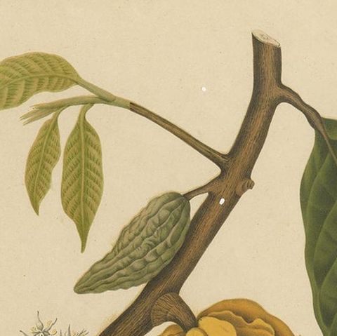 Antique Botany Print of a White Cacao Tree by Van Nooten, circa 1875, close-up 1