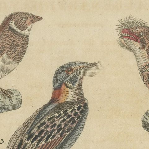 Antique Hand-Colored Bird Engraving, Swallow & Nightjars, Bertuch, c.1800, close-up 5