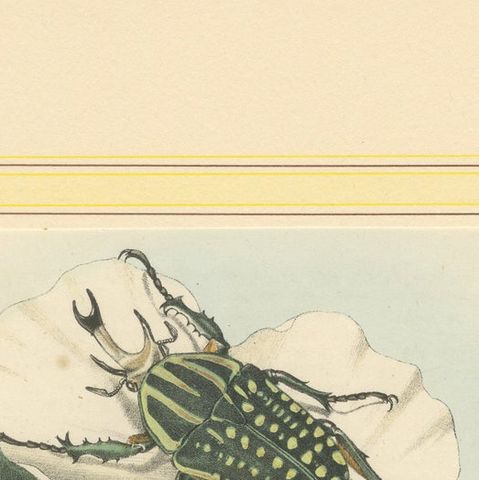1858 Hand-Colored Lithograph of Flower Beetles on a Blossom, close-up 5