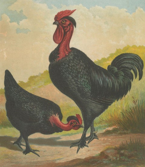 Black Zevenbergen Naked Neck Chickens - A Striking 19th-Century Poultry Print, close-up 4