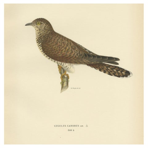 Decorative Antique Print of a Parasite Bird The Female Common Cuckoo, 1927