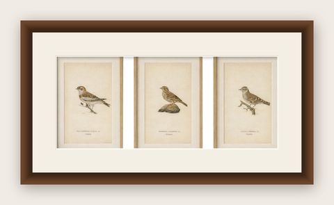 1929 Scandinavian Bird Prints Trio, Nordic Natural History, Designer Wall Art, shown framed