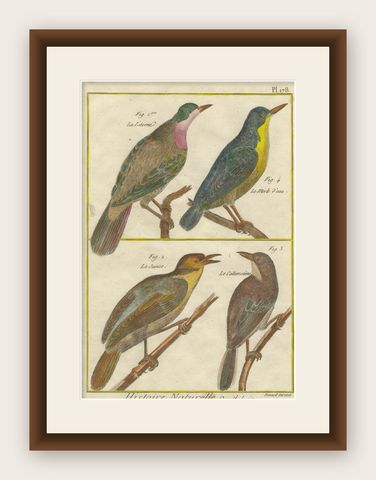 Hand-Colored Engraving of European & Exotic Birds from Histoire Naturelle, 1790, shown framed