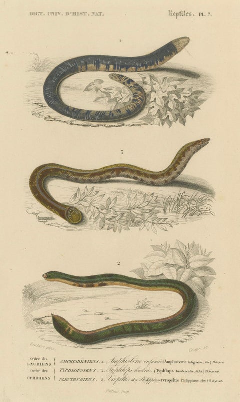 Snake Print of Worm Snake, Philippine Uropeltis and Amphisbaena, c.1850, close-up 5