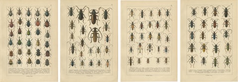 Antique Longhorn Beetle Chromolithographs, European Cerambycidae, Calwer 1893, view 6