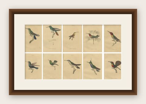 Hummingbird Bird Prints, Handcolored Fiery-Tailed Hummingbirds by Jardine, 1837, shown framed