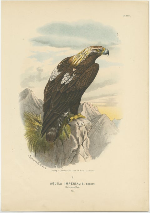 Birds of Prey, Antique Prints of Eagles and Falcons, Set of Three, 1894, view 3