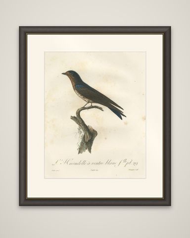 The White-Bellied Caribbean Martin, An 1807 Ornithological Illustration, shown framed