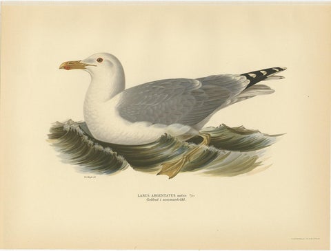 Antique Bird Print of the European Herring Gull 'Summer' by Von Wright, 1929, view 4