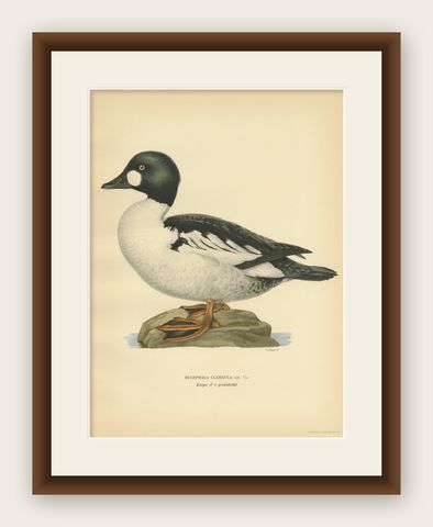 Antique Bird Print of the Common Goldeneye by Von Wright, 1929, shown framed