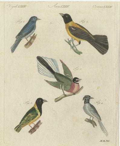 Five Exotic Birds, Antique Bertuch Print, Vienna, circa 1805