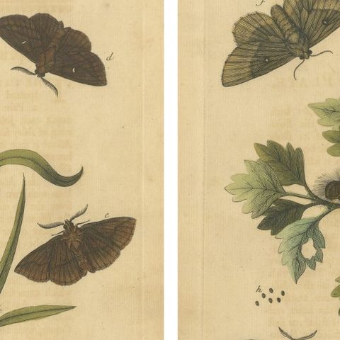 English Moths & Caterpillars, Common Rustic, Drab & Tiger Moths, Albin 1720, close-up 1