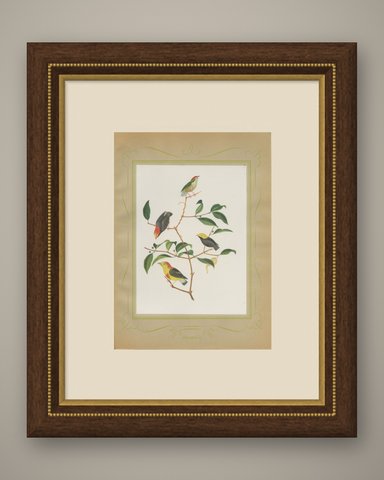Manakins and Tanagers, Brazilian Bird Print, Descourtilz, 1944, shown framed