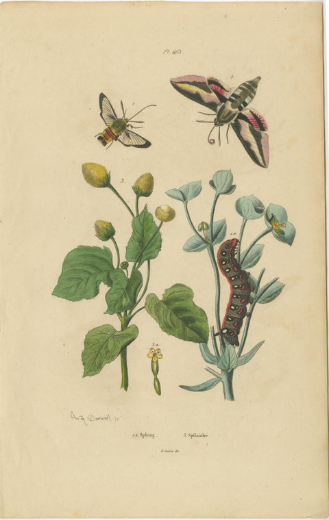 Pair of French Butterfly & Moth Engravings by Guérin & Duméril, 1835, view 3