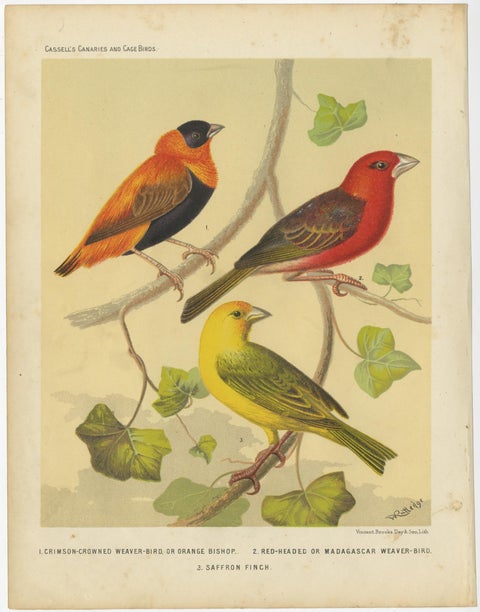 Antique Bird Print of the Orange Weaver, Red-Headed Weaver and Saffron Finch, view 2