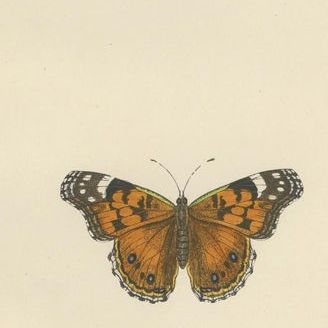 Wings of Elegance: A Victorian Exploration of British Butterfly Splendour, 1890, close-up 1