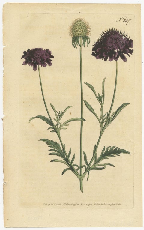 Set of 2 Antique Botany Prints - Sweet Scabious - Purple-Headed Garlic, view 3