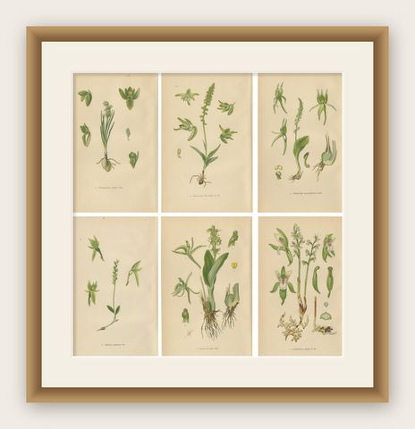 Alpine to Woodland: The Orchid Spectrum of 1904 in Antique Prints, shown framed