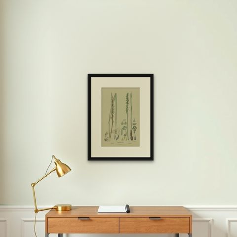 Antique Botany Print of the Tall Leek Orchid & Southern Leek Orchid '1884', shown framed on a wall