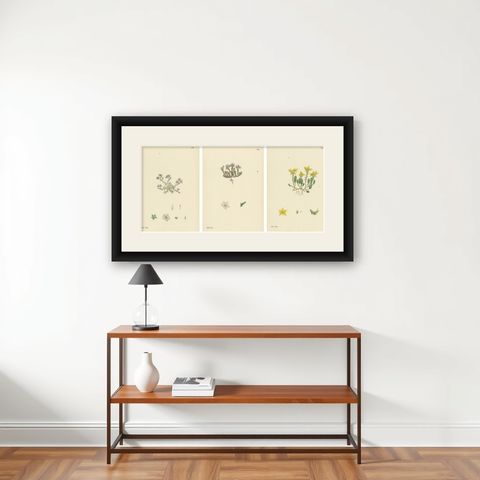 Botanical Engravings of Thick-Leaved, English, and Biting Stone-Crops, 1902, shown framed on a wall