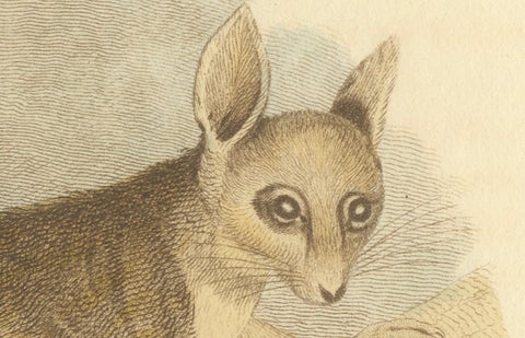 Antique Print with Hand Coloring of a Phalanger Species, close-up 1