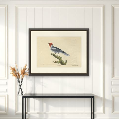 Red-Crested Cardinal - Antique Hand-Colored Print with William Hayes Sign, 1780, shown framed on a wall