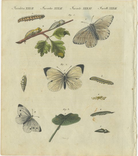 Beautiful 1805 Hand-Colored Engraving of Butterfly Life Cycle from Bertuch, view 2
