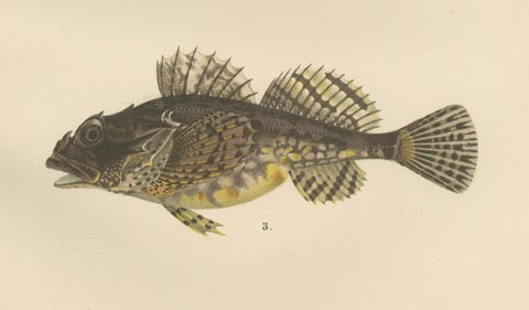 Freshwater Bullhead and Short-Spined Sea Scorpion - Striking Fish Litho, 1895, close-up 2