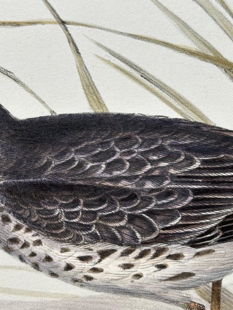 Antique Bird Print of the Purple Sandpiper by Gould, 1832, view 8