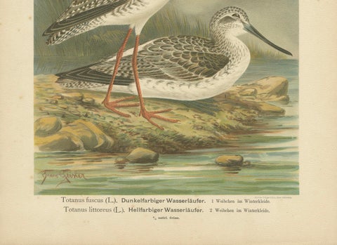 Redshank and Greenshank in Winter Plumage, Antique Bird Lithograph c.1895, close-up 4