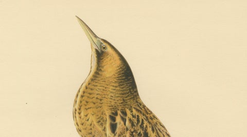 Antique Scandinavian Bird Lithograph, Eurasian Bittern, Svenska Fåglar, 1929, close-up 2