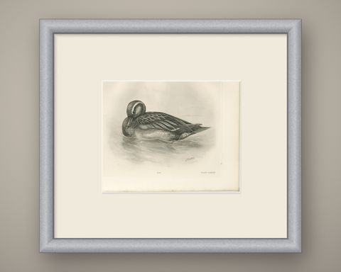 Duck Preening, Antique Bird Print after Lilian Medland, circa 1909, shown framed