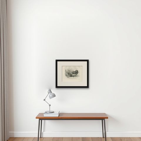 Gadwall Duck among Reeds, Plate CLXXI, Antique Bird Print by Medland, 1909, shown framed on a wall