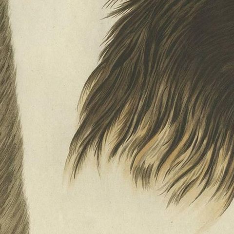 White-Tailed Eagle, Falco leucocephalus hornotinus, Netherlands, 1829, close-up 1