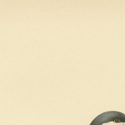 Antique Bird Print of the Sandwich Tern 'summer' by Von Wright, 1929, close-up 1