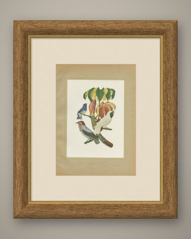 Cotingas and Tanagers on a Cecropia, Brazilian Bird Print, Descourtilz, 1944, shown framed