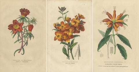 Floral Elegance: A Collection of Hand-Colored Engravings from 1845, view 5