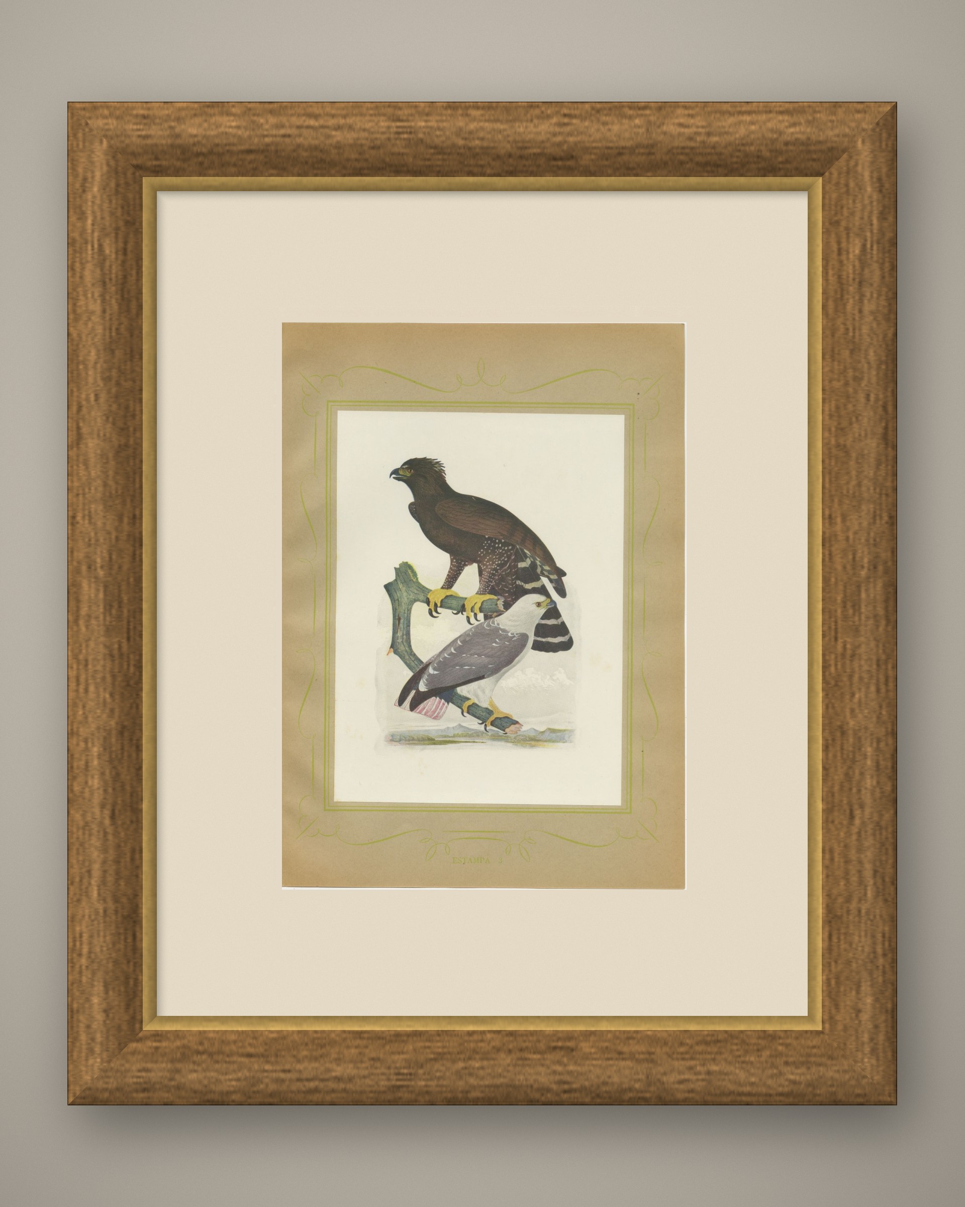 Ornate and Black-and-White Hawk-Eagles, Brazilian Bird Print, Descourtilz, 1944, shown framed