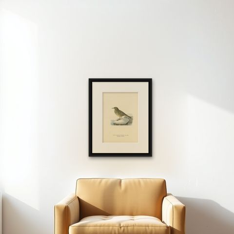 Antique Bird Print of the Water Pipit by Von Wright '1927', shown framed on a wall
