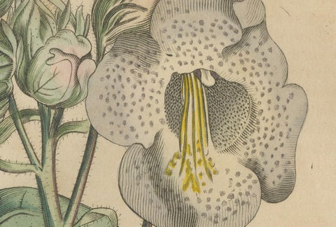 Martynia Proboscidea (Unicorn Plant), Hand-Colored Botanical Engraving, ca.1825, close-up 2