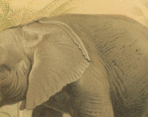 African Elephant, Antique Wildlife Chromolithograph, Royal Natural History 1894, view 3