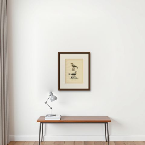 Antique Bird Print of the Northern Wheatear by Von Wright, 1927, shown framed on a wall