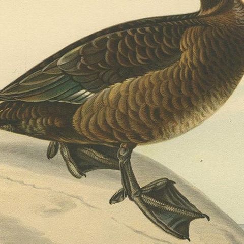 Antique Bird Print of a Ferruginous Duck by Von Wright '1927', close-up 2