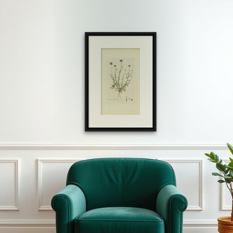 Antique Botany Print of the Jasione Montana by Curtis, circa 1777, shown framed on a wall