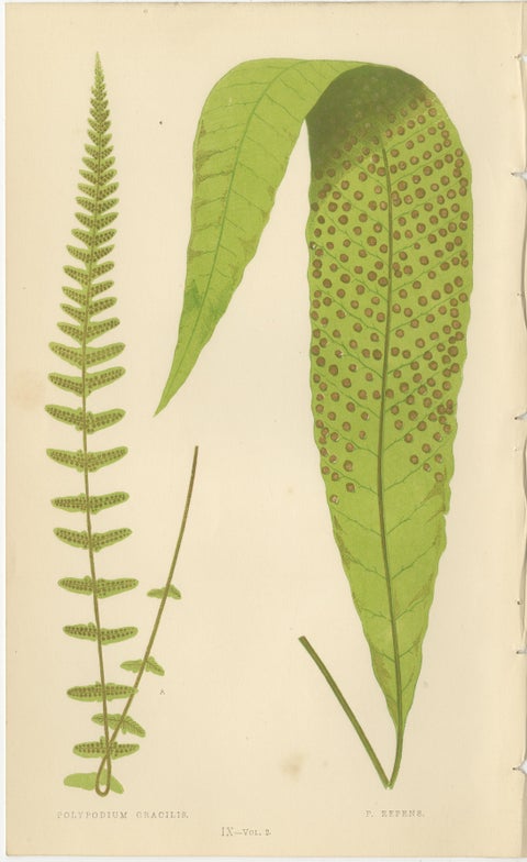 Victorian Exotic Fern Lithograph Portfolio by E.J. Lowe, 1856, Set of 6, view 4
