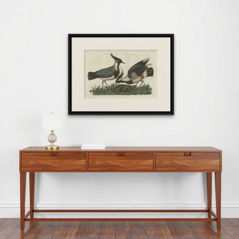 Northern Lapwing Print, Tringa Vanellus Vulgaris by Nozeman and Sepp, 1770, shown framed on a wall