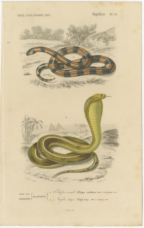 Snake Print of Coral Snake and Egyptian Cobra, c.1850, by Orbigny, view 2